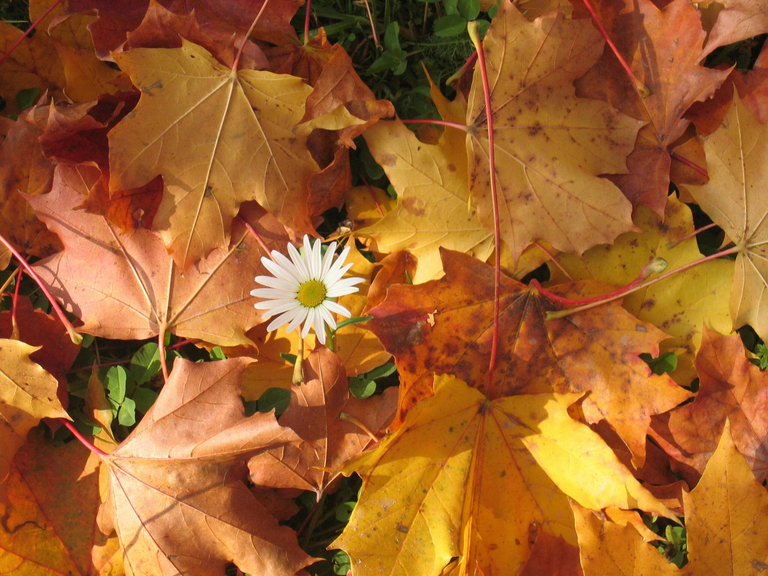Hello Autumn!